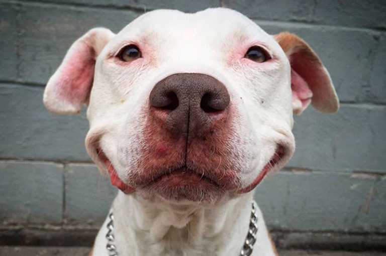 Este perro rescatado no ha parado de sonreír después de ser adoptado.