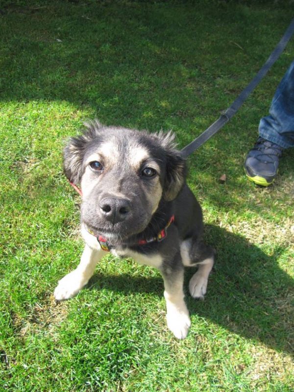 14102463_10154553792602526_5477293584485673877_n