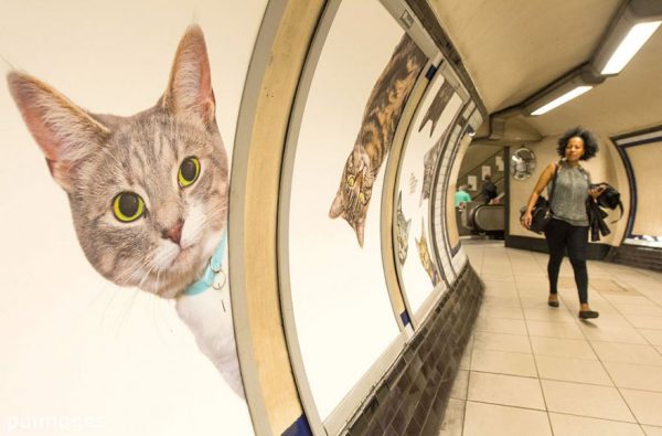 anuncios-gatos-estacion-metro-londres-5