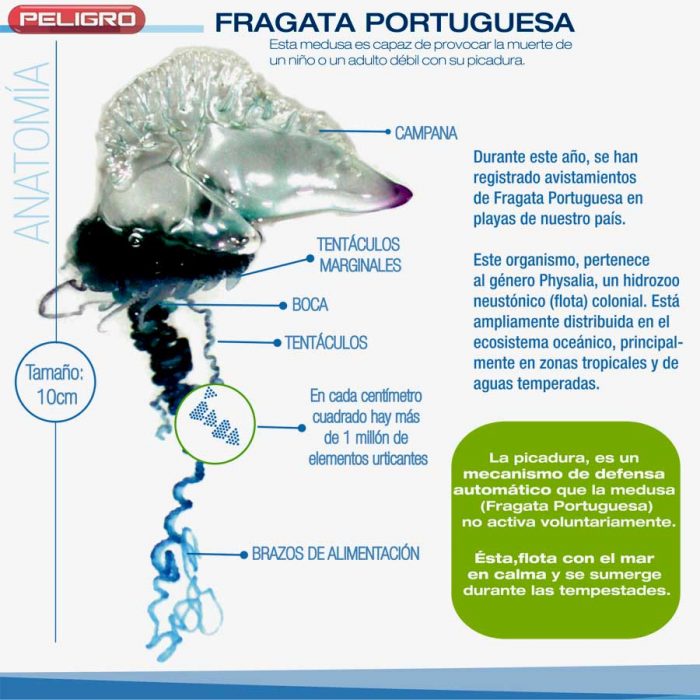 wfragata_portuguesa_anatomi