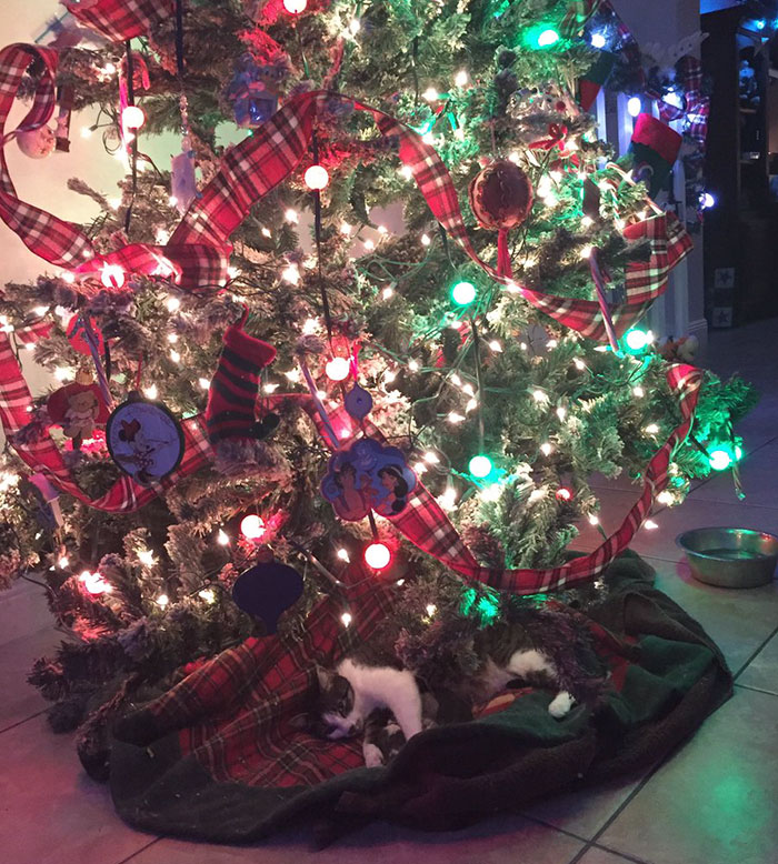cat-gives-birth-under-christmas-tree-2