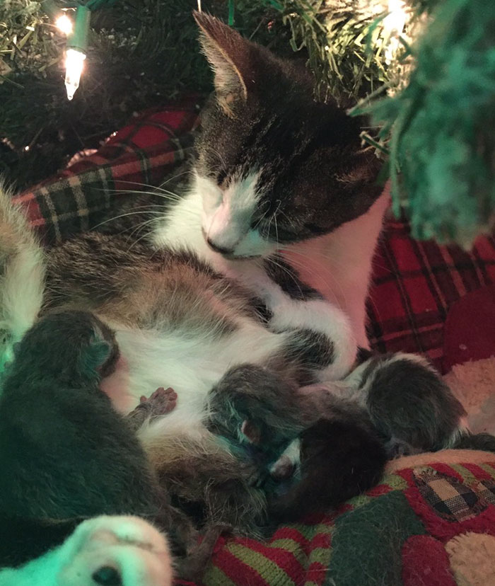 cat-gives-birth-under-christmas-tree-3