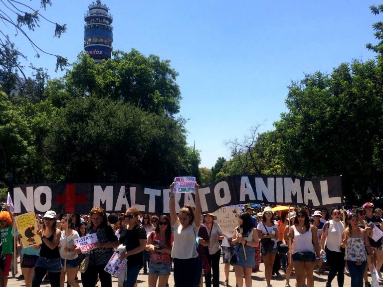 Marcha contra el maltrato animal y en memoria de Cholito congrega a miles de personas en el país