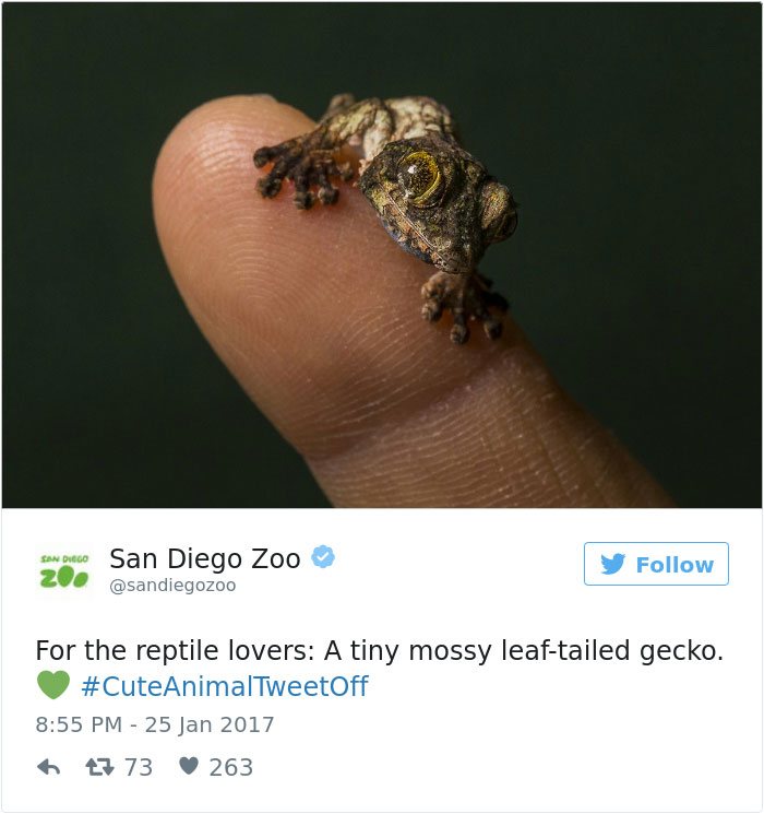 cute-zoo-animal-tweet-off-29