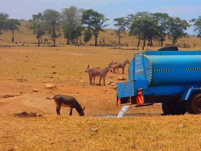 man-brings-water-wild-animals-kenya-14-58aac6ff63821__700