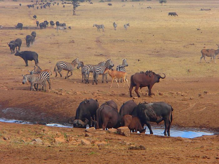 man-brings-water-wild-animals-kenya-16-58aac704e53f2__700