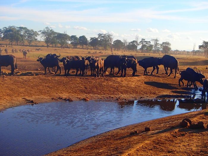 man-brings-water-wild-animals-kenya-2-58aac6ddab715__700