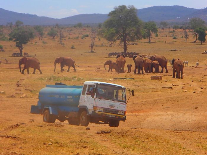 man-brings-water-wild-animals-kenya-4-58aac6e294514__700