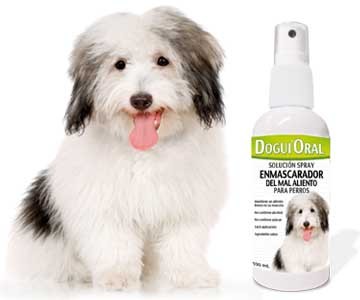 Foto_Perro_Dogui_Oral8853919