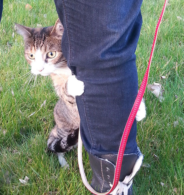 animals-first-time-119-58bfd9bf5e871__700