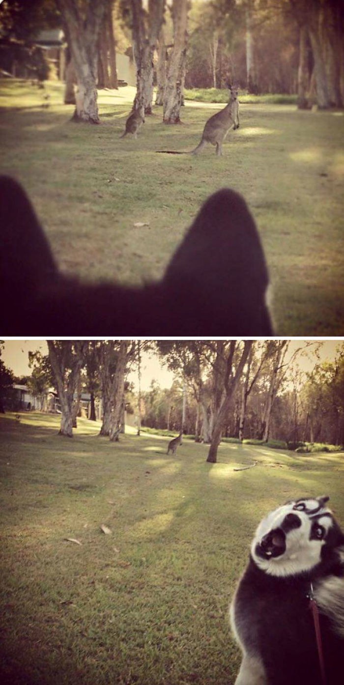 animals-first-time-127-58bfdc6626e27__700