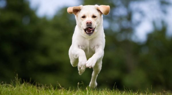 Labrador retriever dog outdoors in the nature on grass meadow on a summer day.