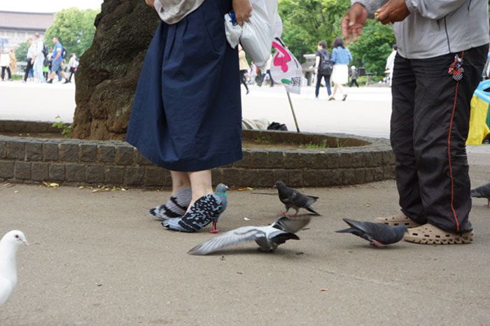 pigeon-shoes-japanese-woman-2