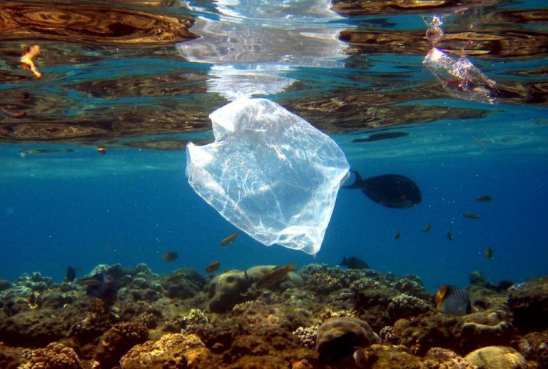 Greenpeace Chile alerta hallazgo de microplásticos en centollas: “El plástico en el mar chileno se está convirtiendo en un problema de salud pública”