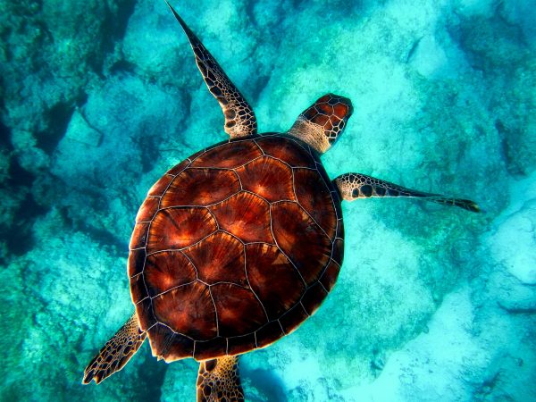 turtle4