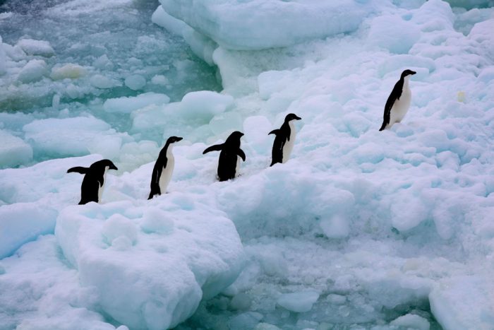 Adeli Penguins in the Southern Ocean