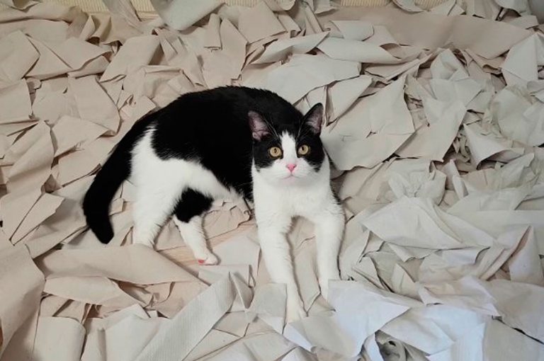 Viral: Gato se vuelve loco en una habitación llena de papel higiénico