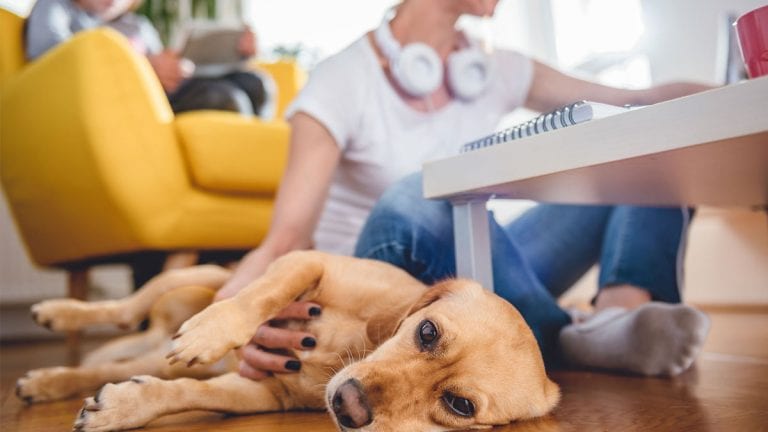¿Cómo lidiar con la ansiedad de las mascotas en casa con el aumento de las cuarentenas?