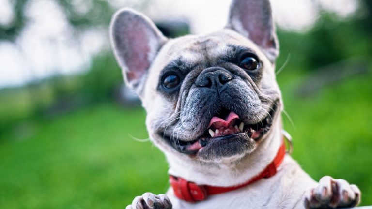 Estas son las 6 razas de perros más robadas en Chile