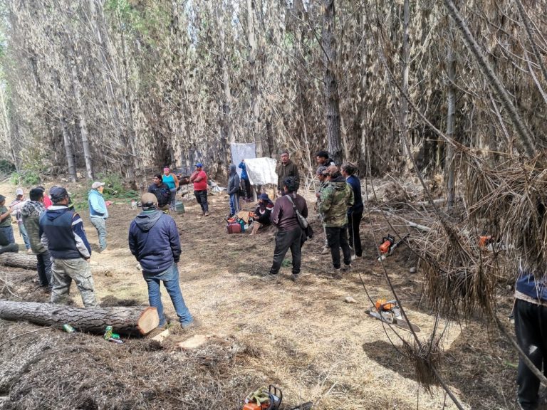 Lof Colpi Avellano del territorio Nagche y la CAM confirman “Recuperación” de 200 hectáreas de El Avellano más hijuelas de Forestal Arauco y Mininco