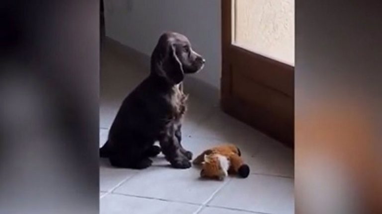 La adorable reacción de este cachorro al cerrarle la puerta en la cara se hace viral