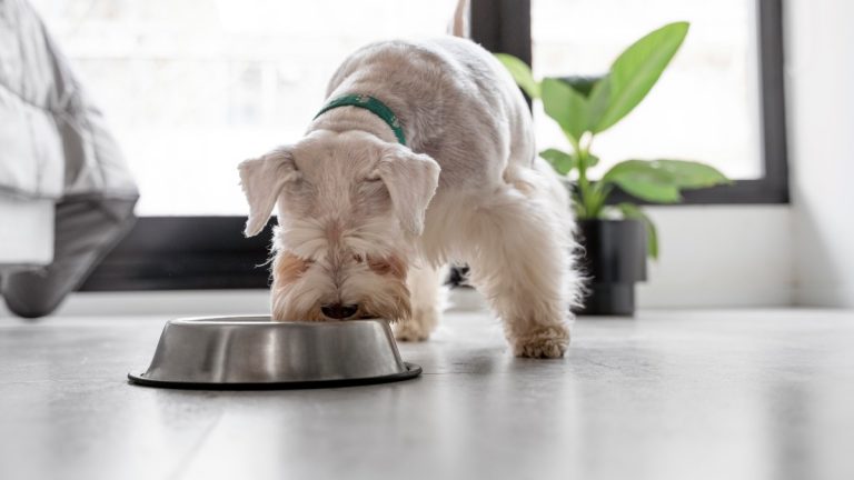 ¿Por qué es importante diferenciar el alimento de perros en sus distintas etapas de la vida?