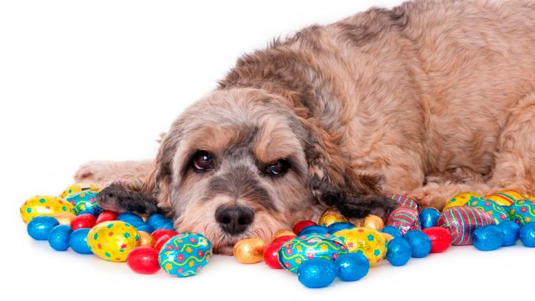 Pascua de Resurrección: aconsejan no dejar chocolates al alcance de perros y gatos